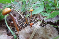 Pseudolaccaria pachyphylla