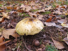 Tricholoma davisiae