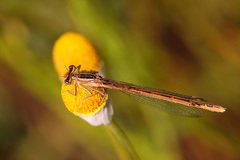 Platycnemis acutipennis