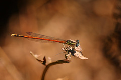 Platycnemis acutipennis
