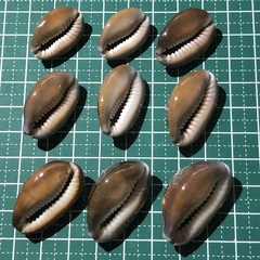 Monetaria caputserpentis