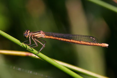 Platycnemis acutipennis