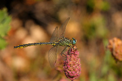 Gomphus pulchellus