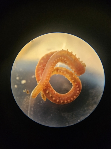 Sphaerodorum gracilis