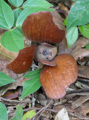 Shorea macrophylla