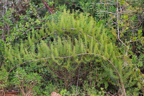 Asparagus aethiopicus