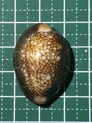 Monetaria caputserpentis