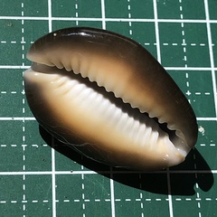 Monetaria caputserpentis