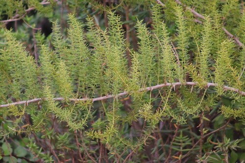 Asparagus aethiopicus