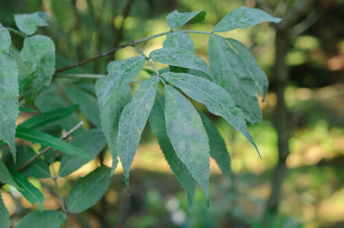 Erysiphe sambucina