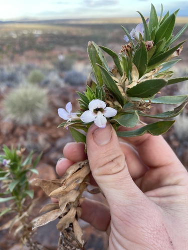 Eremophila elderi observed 2025-08-11