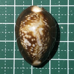 Monetaria caputserpentis