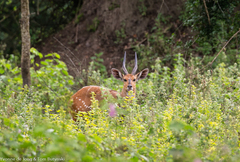 Tragelaphus scriptus bor