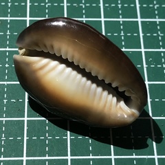 Monetaria caputserpentis