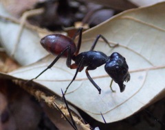 Dinomyrmex gigas