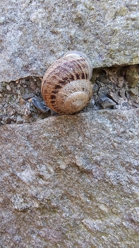 Eobania vermiculata