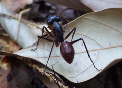 Dinomyrmex gigas