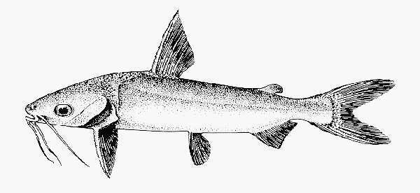 Cliff catfish (Plicofollis polystaphylodon) — Ariidae
