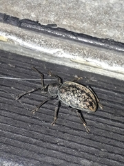 Otiorhynchus aurifer