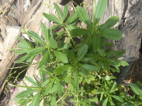 Ceylon spinach (Talinum fruticosum)