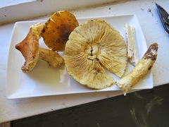 Tricholoma davisiae