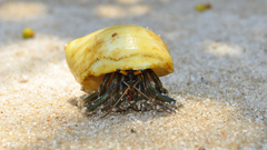 Clibanarius longitarsus