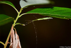 Orthonecroscia keatsooni