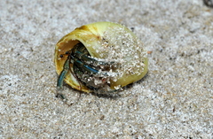 Clibanarius longitarsus
