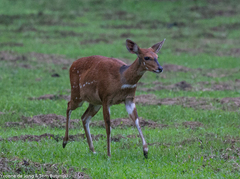 Tragelaphus scriptus bor