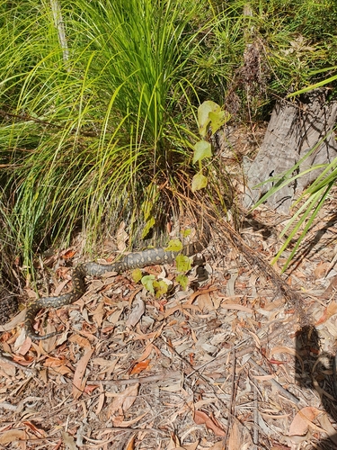 Coastal Carpet Python sighting