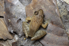 Limnonectes plicatellus