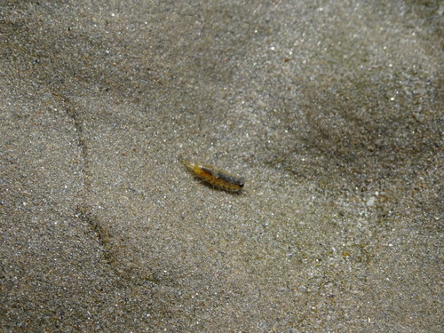 Photo of Common Sea Slater (Ligia oceanica)