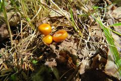 Pseudolaccaria pachyphylla