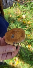 Inocybe praetervisa