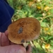 Inocybe praetervisa - Photo (c) parcooglionord, μερικά δικαιώματα διατηρούνται (CC BY-NC), uploaded by parcooglionord