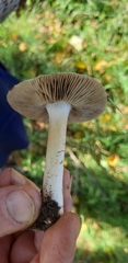 Inocybe praetervisa