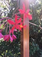 Epidendrum × obrienianum