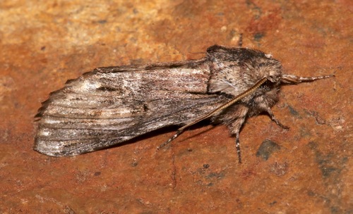 Ianassa paradisus