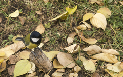 Parus major