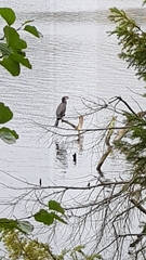 Phalacrocorax carbo