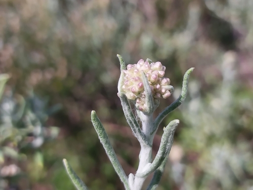 Pale Everlasting (Helichrysum revolutum)