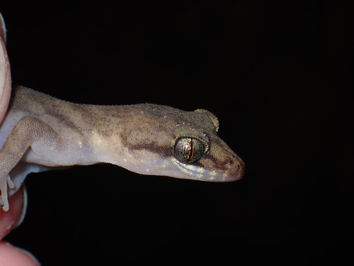Nactus pelagicus observed 2025-07-12