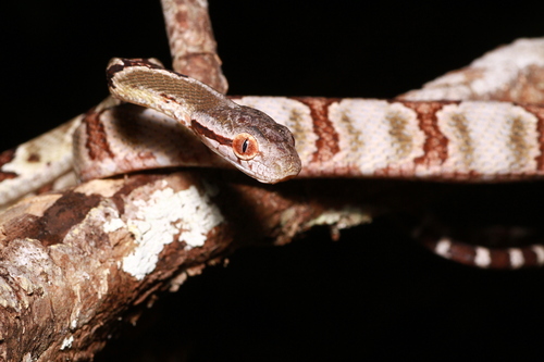 Boiga cynodon