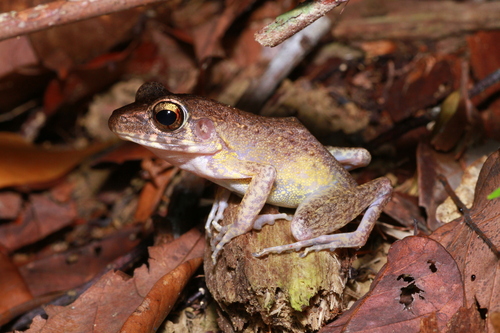Pulchrana baramica