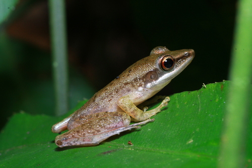 Chalcorana labialis