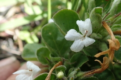 Dyschoriste burchellii