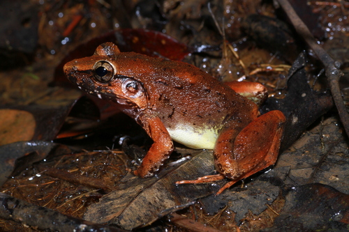 Limnonectes blythii