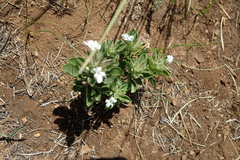 Dyschoriste burchellii