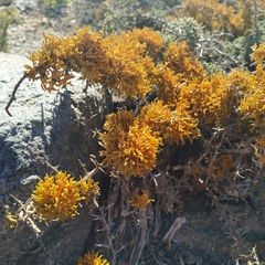 Dufourea flammea