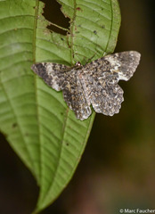 Amblychia hymenaria